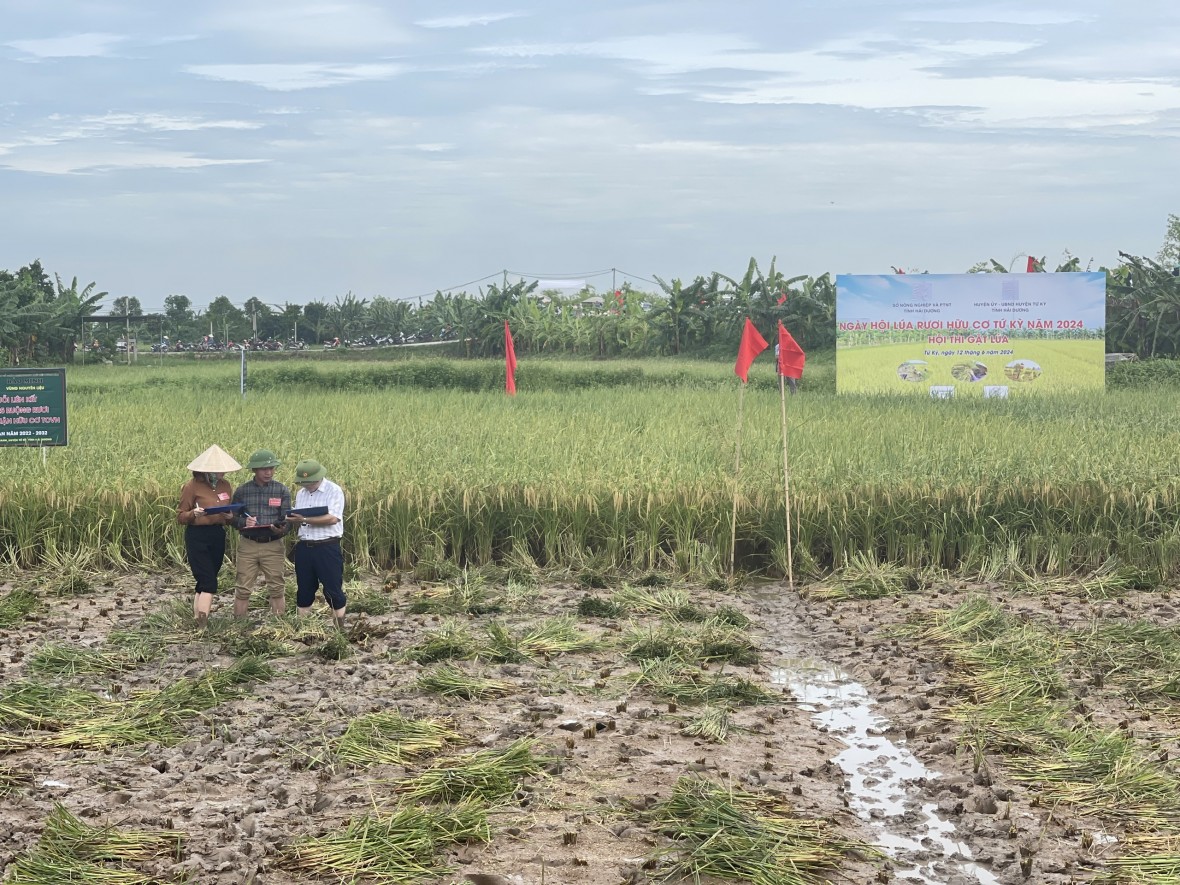 Độc đáo cuộc thi gặt tại ruộng lúa rươi hữu cơ Tứ Kỳ Độc đáo cuộc thi gặt tại ruộng lúa rươi hữu cơ Tứ Kỳ