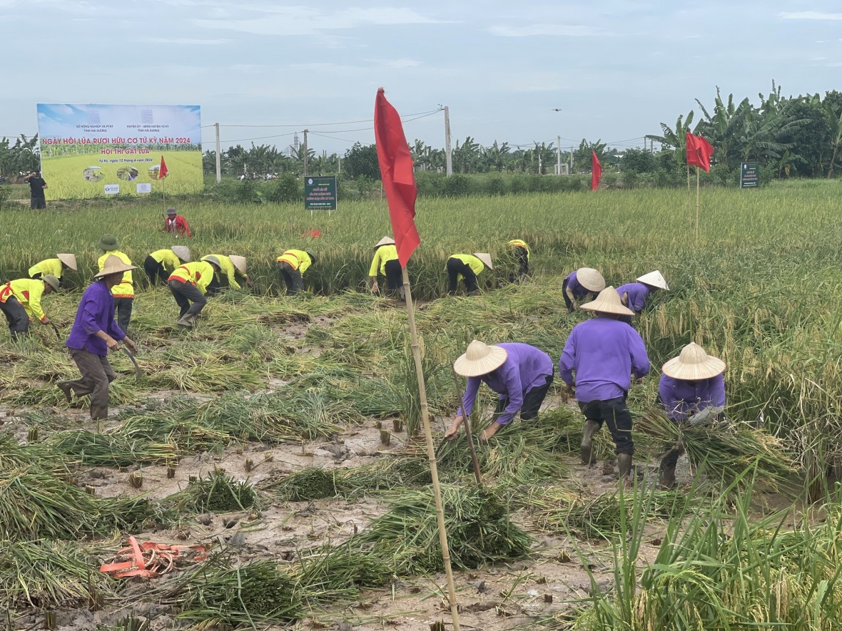 Độc đáo cuộc thi gặt tại ruộng lúa rươi hữu cơ Tứ Kỳ Độc đáo cuộc thi gặt tại ruộng lúa rươi hữu cơ Tứ Kỳ