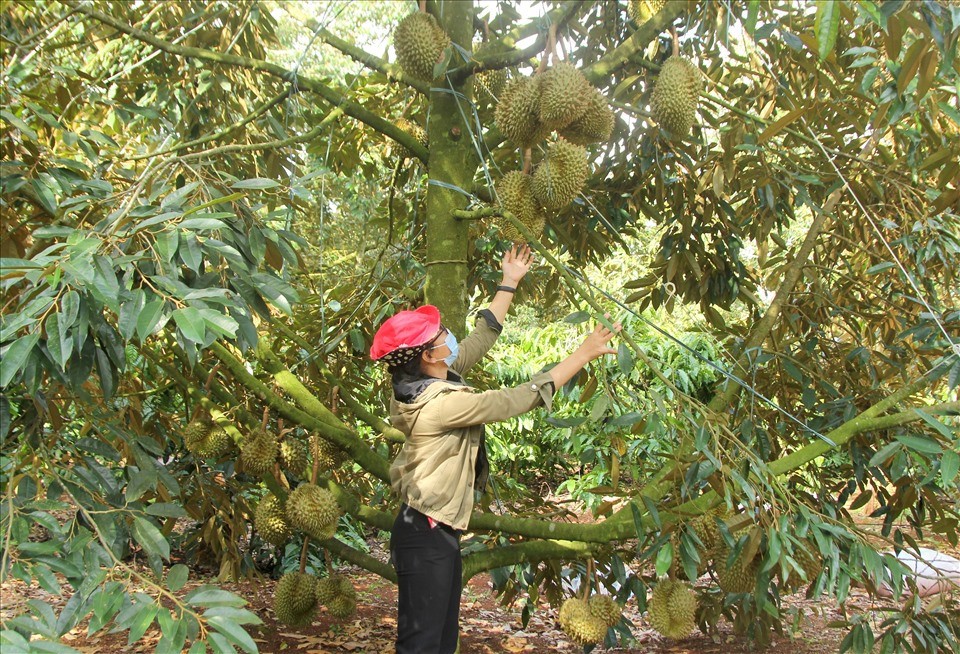 Đắk Lắk sẽ tổ chức lễ hội sầu riêng lần thứ 2 tại huyện Krông Pắc