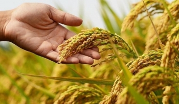 Giá lúa gạo hôm nay 21/8: Biến động trái chiều, lúa tăng, gạo giảm