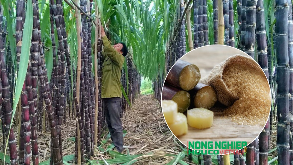 Áp dụng biện pháp chống lẩn tránh phòng vệ thương mại đối với sản phẩm đường mía
