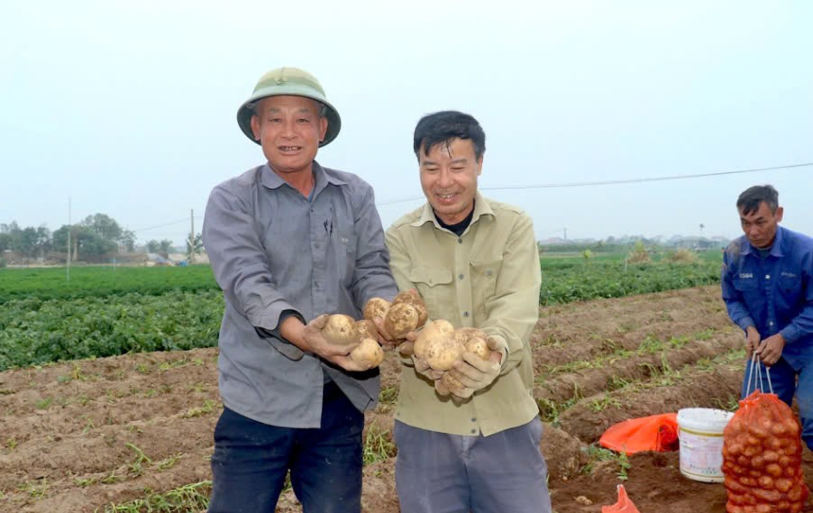 Hải Dương: Thu hoạch đạt năng suất cao với giống khoai tây FL2215