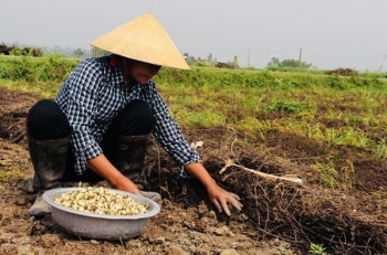 Nghệ An nhộn nhịp mùa thu hoạch hành tăm OCOP