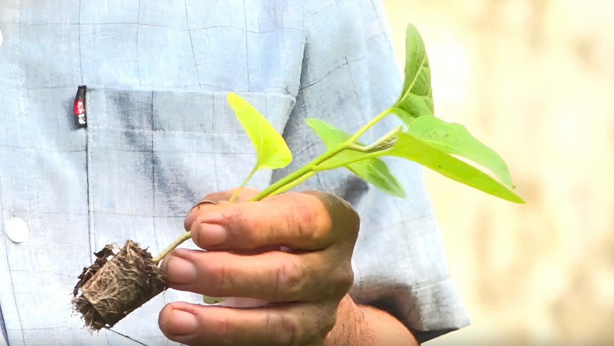 Nông dân Quảng Ngãi làm giàu từ nghề ươm cây giống