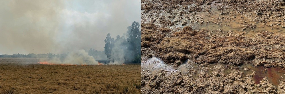 Trả dinh dưỡng lại cho đất lúa