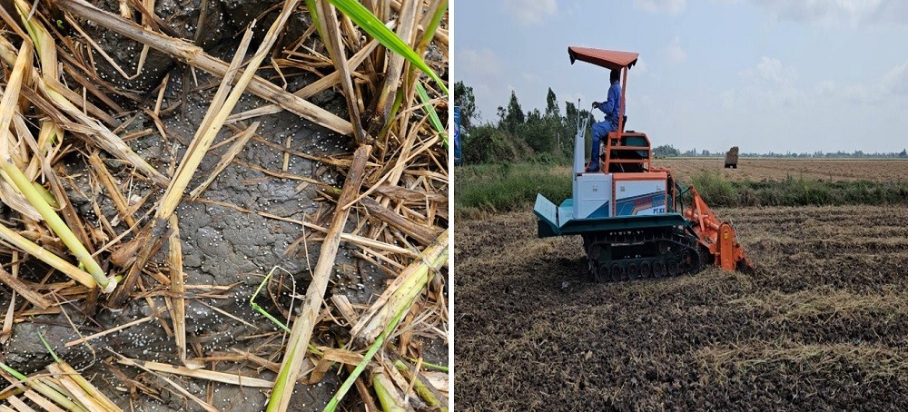 Trả dinh dưỡng lại cho đất lúa