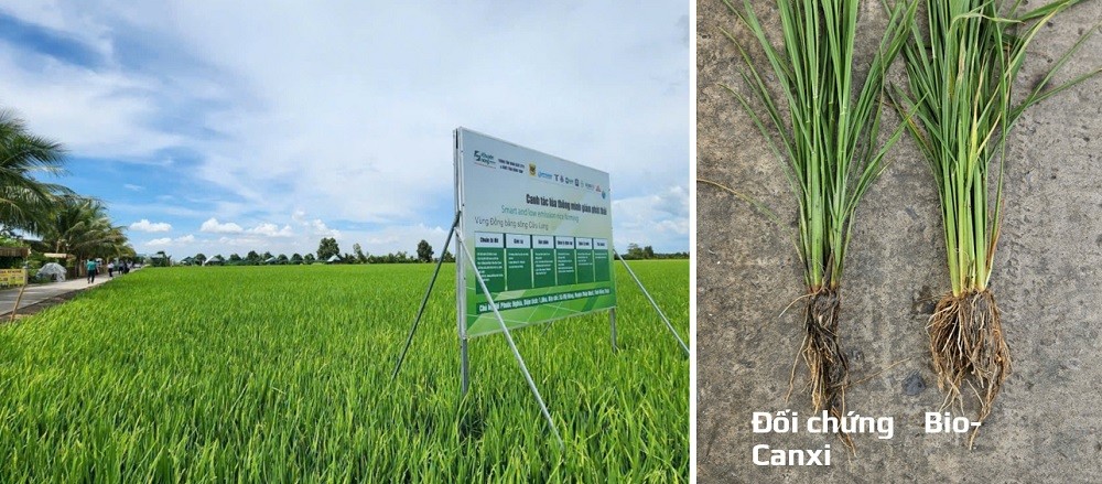 Trả dinh dưỡng lại cho đất lúa