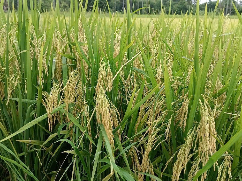 Trả dinh dưỡng lại cho đất lúa