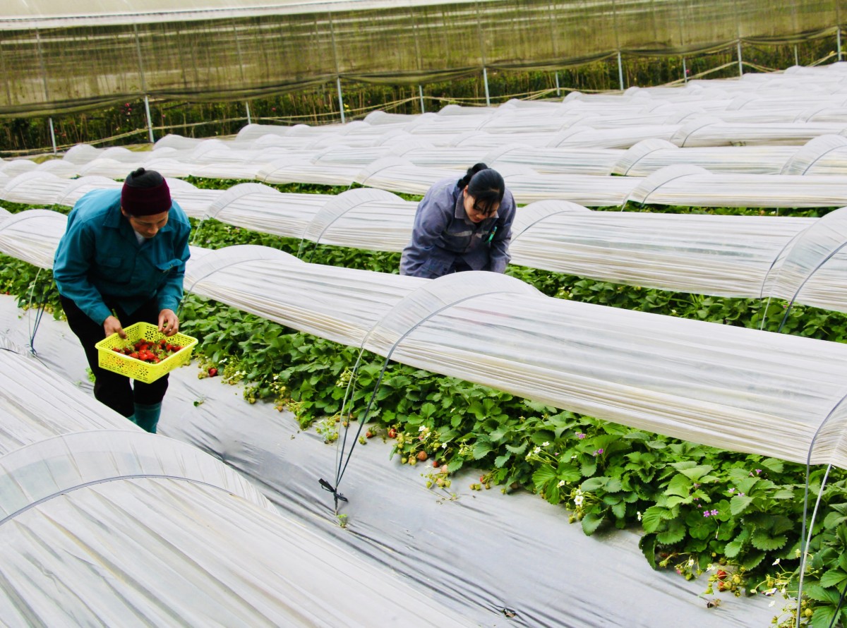 Cao Bằng: Thành lập mới 42 doanh nghiệp, 6 hợp tác xã