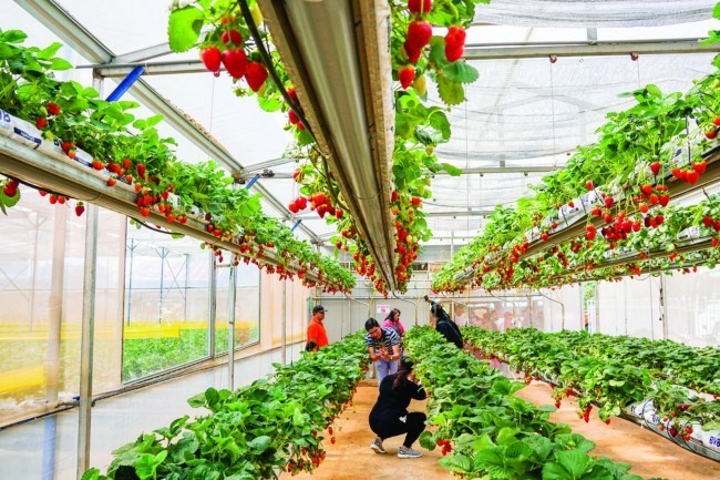 Nông nghiệp sinh thái: Sự hài hòa giữa con người, thiên nhiên