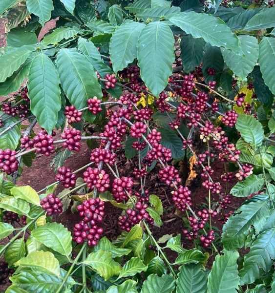 Đắk Lắk: Nhiều giải pháp đồng bộ nhằm đảm bảo chất lượng, an toàn thực phẩm
