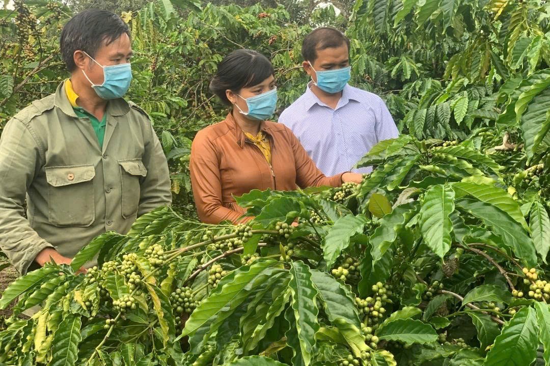 Đắk Lắk đặt mục tiêu nâng tầm hợp tác xã nông nghiệp năm 2025