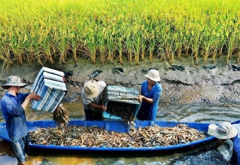 Phát triển mô hình canh tác lúa hữu cơ - tôm tại Bạc Liêu