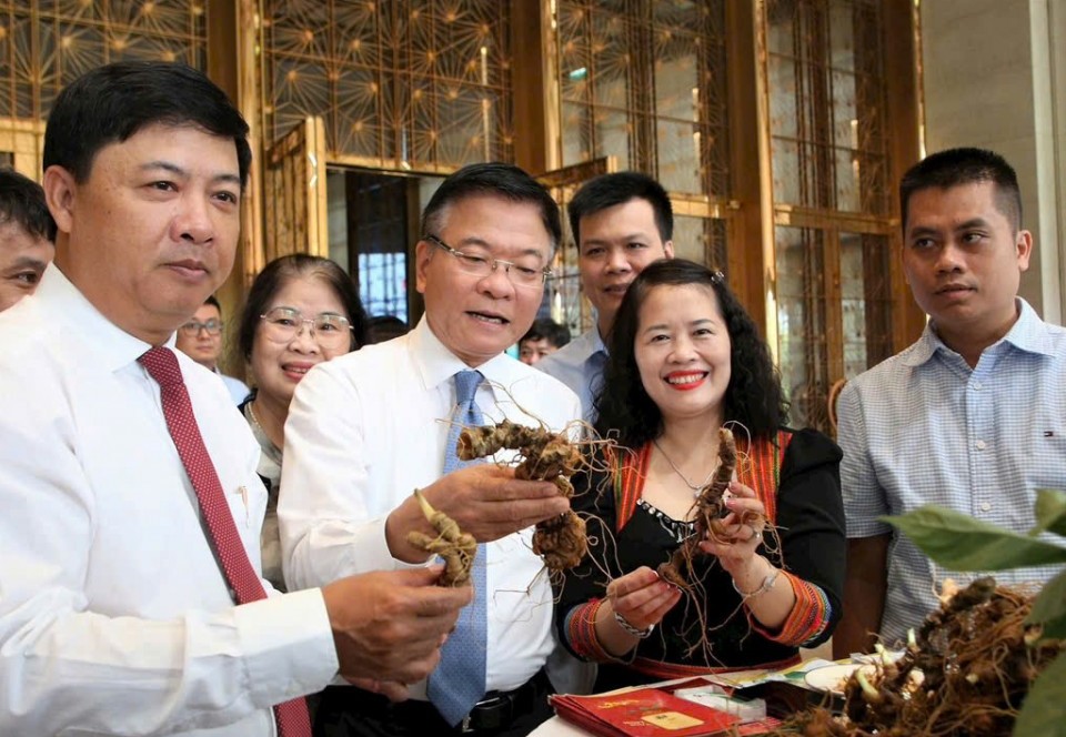 Quảng Nam khai hội Sâm Ngọc Linh, đưa “quốc bảo” Việt Nam ra thế giới
