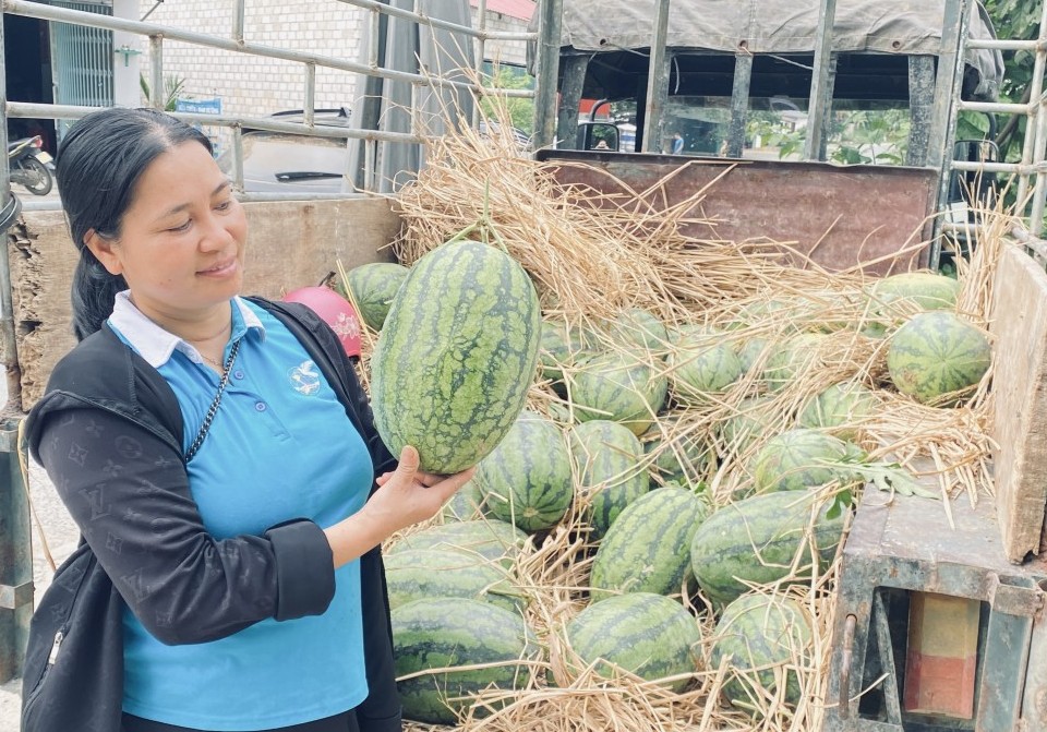 Hiệu quả kinh tế từ mô hình trồng dưa hấu xen canh