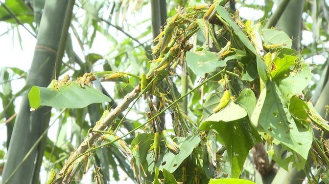 Xuất hiện hàng triệu con châu chấu phá hoại cây trồng ở Quảng Bình