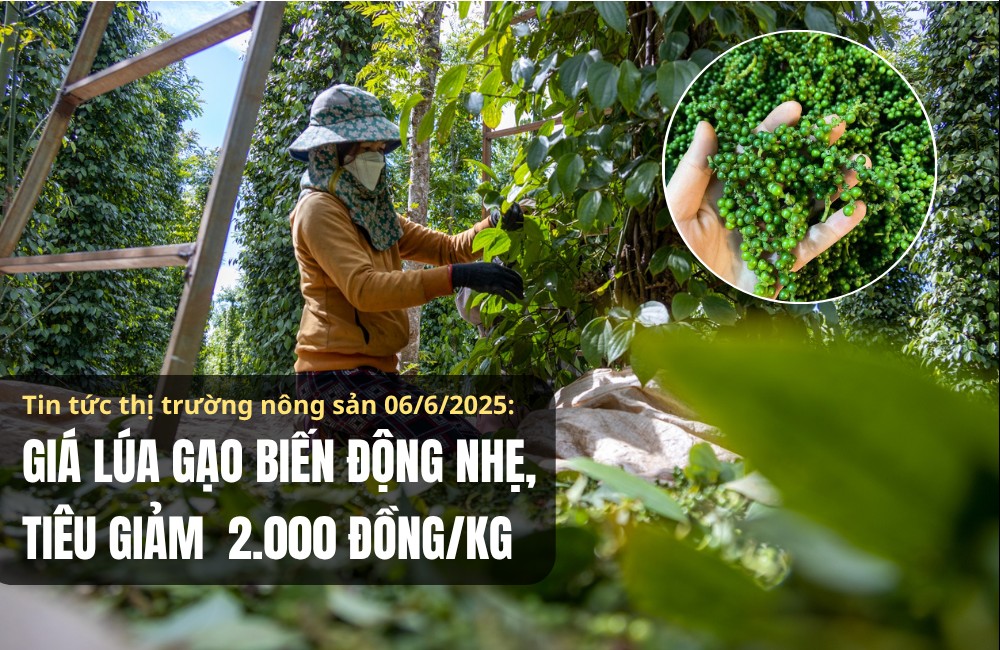 Thị trường nông sản 06/6/2025: Giá lúa gạo biến động nhẹ, tiêu giảm 2.000 đồng/kg
