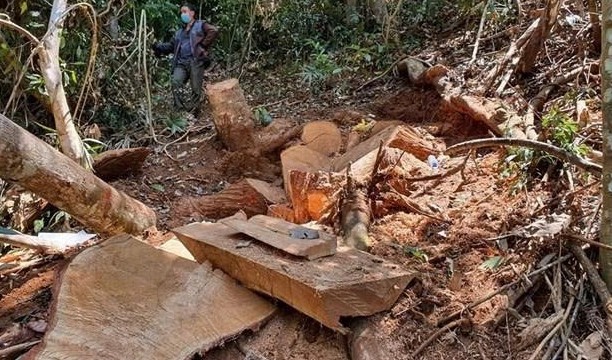 Lâm Đồng: Số vụ vi phạm lâm luật giảm nhưng thiệt hại vẫn đáng lo ngại