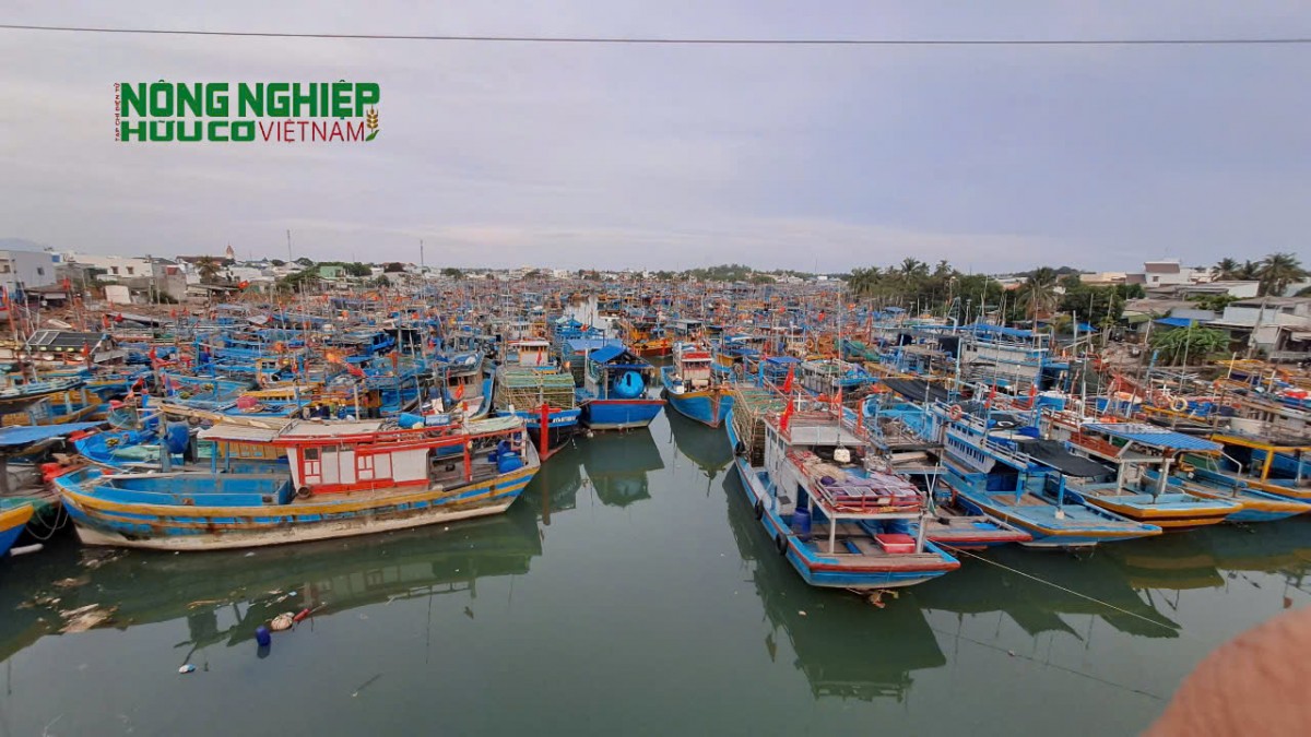 Bình Thuận: Phát động đợt cao điểm chống khai thác IUU, quyết liệt gỡ “thẻ vàng” EC