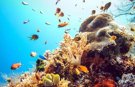 Sự sống gắn liền với  bảo vệ đại dương