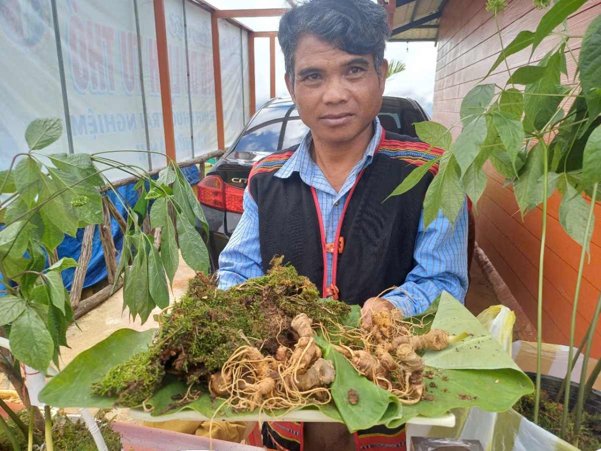 Kon Tum: Mở phiên chợ Sâm và đặc sản địa phương, thêm cơ hội cho người trồng dược liệu
