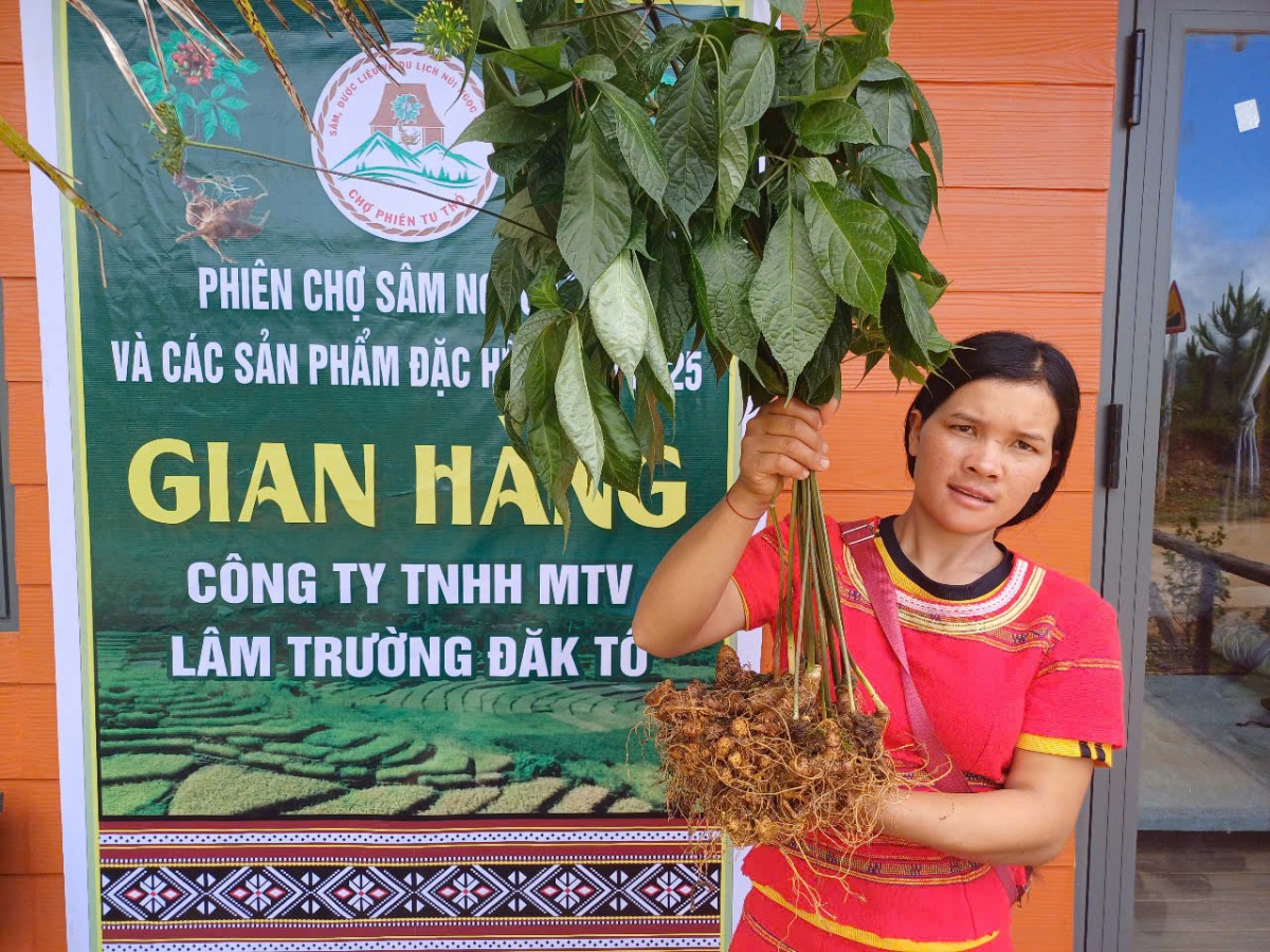Kon Tum: Mở phiên chợ Sâm và đặc sản địa phương, thêm cơ hội cho người trồng dược liệu