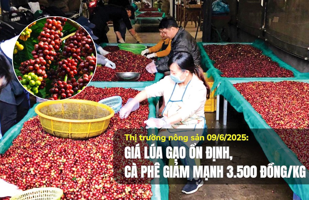 Thị trường nông sản 09/6/2025: Giá lúa gạo ổn định, cà phê giảm mạnh 3.500 đồng/kg