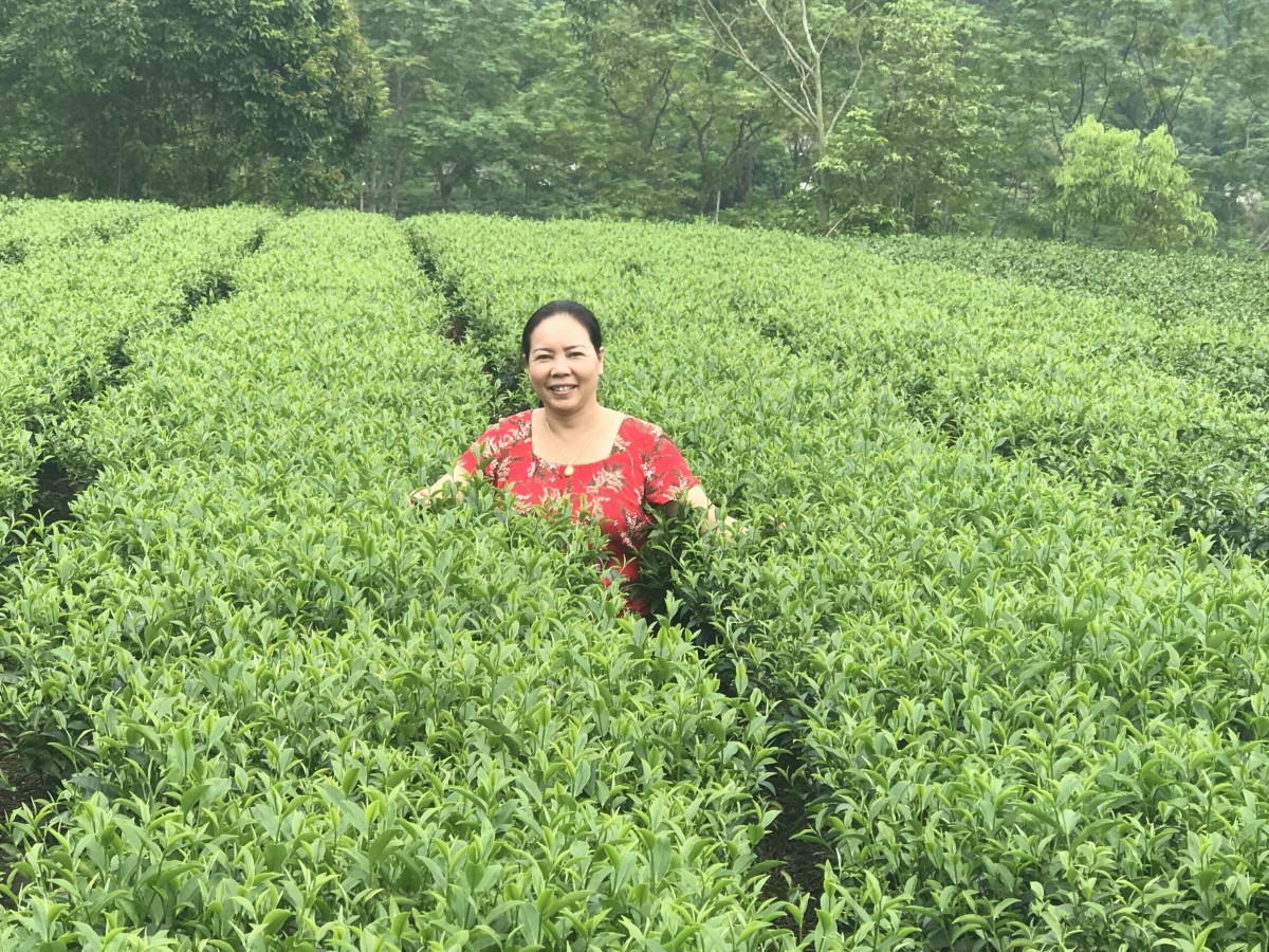 Người phụ nữ đam mê xây dựng thương hiệu chè hữu cơ