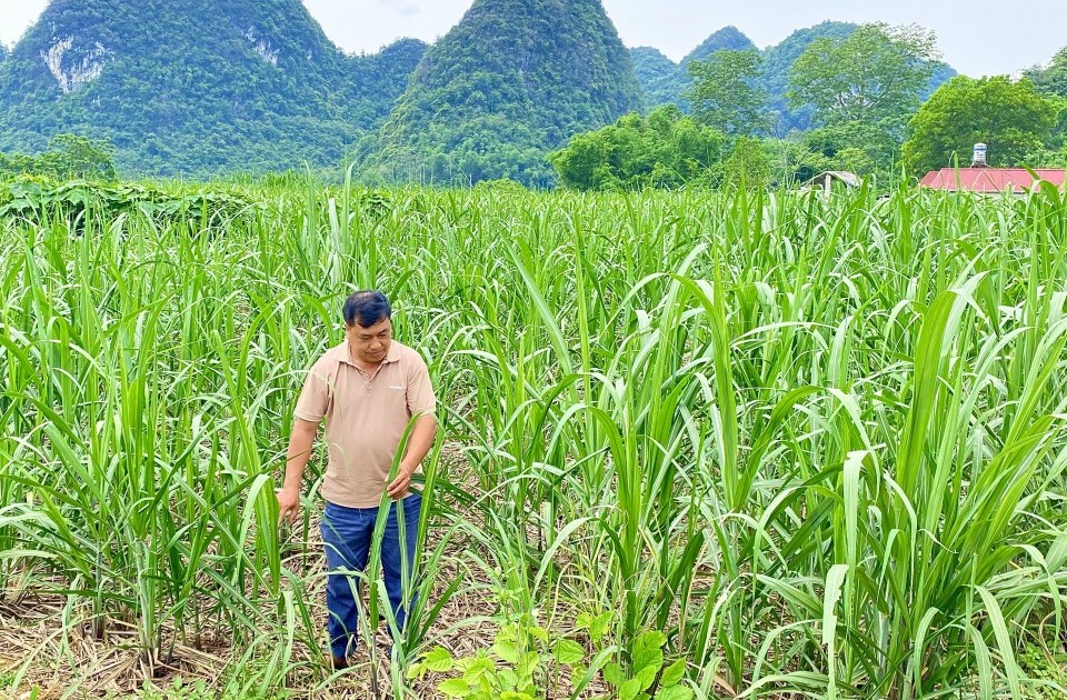 Sức sống mới nơi biên cương xanh