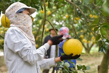 Giấc mơ xanh và bài toán vàng từ nông nghiệp hữu cơ Thanh Hóa - Kỳ 1: Trở về tự nhiên, khai mở tiềm năng