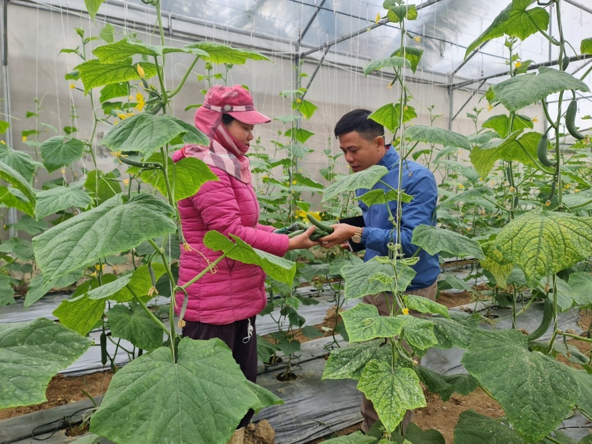 Giấc mơ xanh và bài toán vàng từ nông nghiệp hữu cơ Thanh Hóa - Kỳ 1: Trở về tự nhiên, khai mở tiềm năng