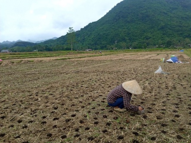 Giấc mơ xanh và bài toán vàng từ nông nghiệp hữu cơ Thanh Hóa - Kỳ 1: Trở về tự nhiên, khai mở tiềm năng