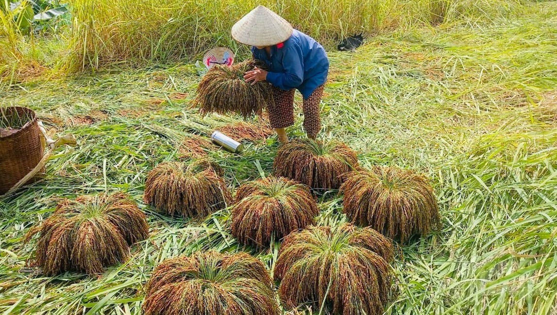 Giấc mơ xanh và bài toán vàng từ nông nghiệp hữu cơ Thanh Hóa - Kỳ 2: 