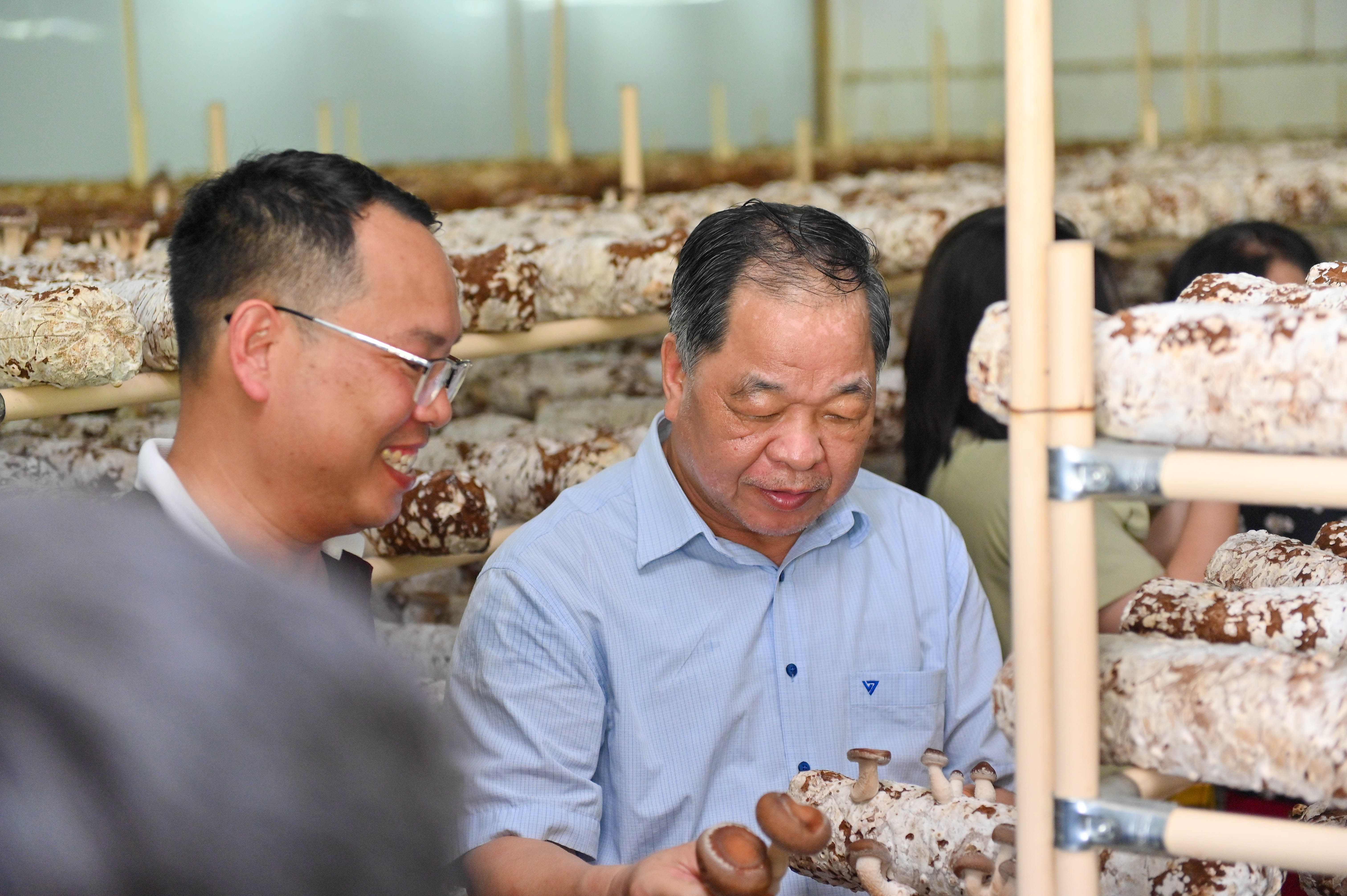 [Longform] Đưa nấm hữu cơ đi những con đường tử tế