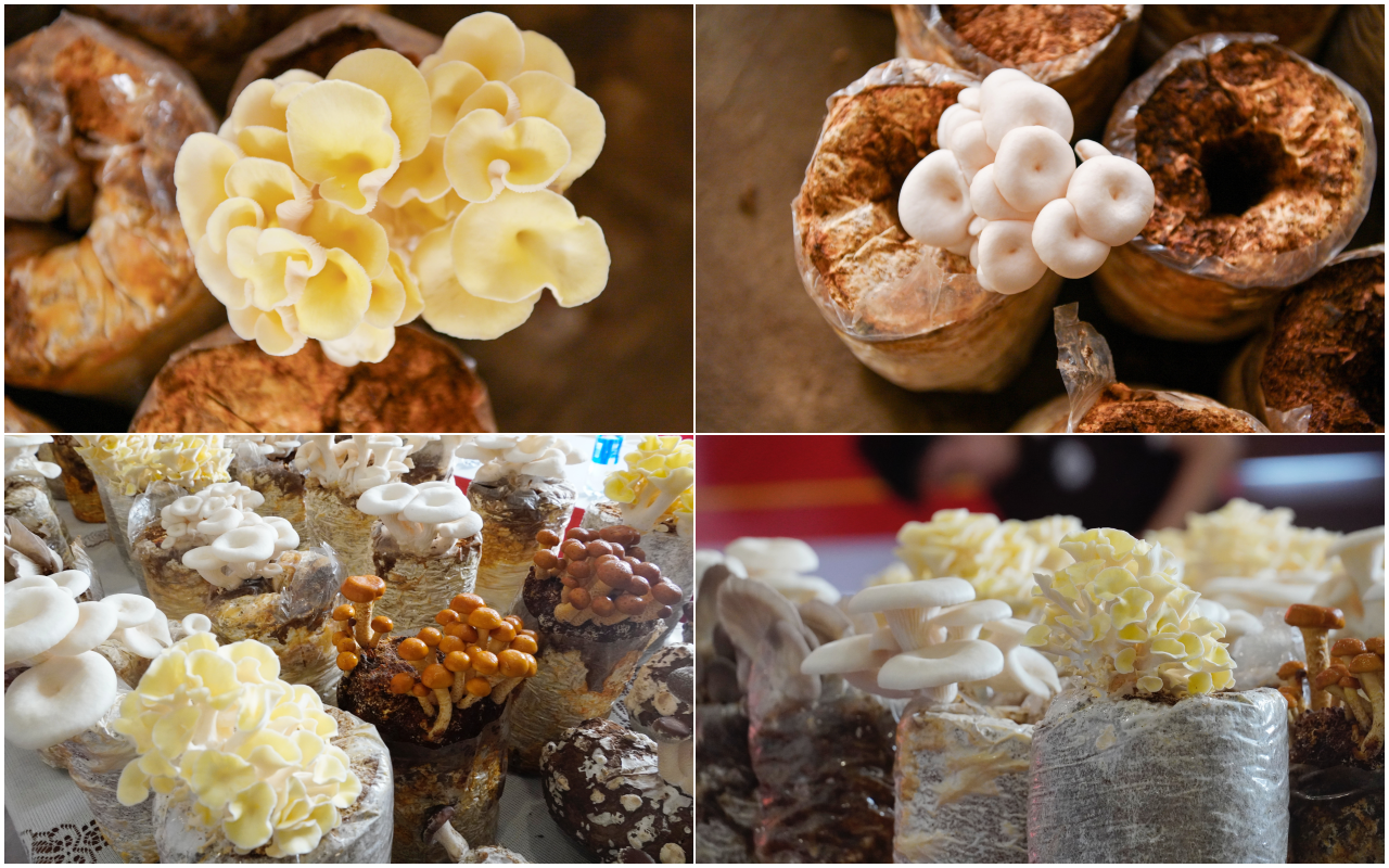 [Longform] Đưa nấm hữu cơ đi những con đường tử tế