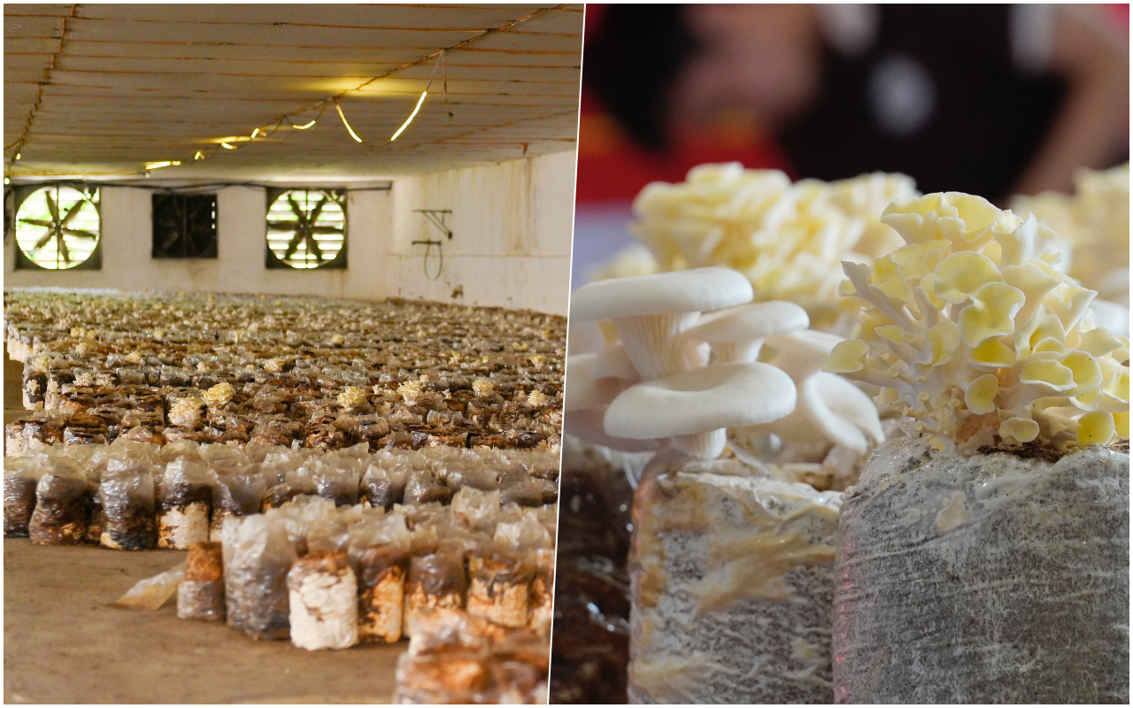 [Longform] Đưa nấm hữu cơ đi những con đường tử tế