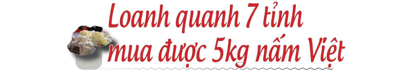 [Longform] Đưa nấm hữu cơ đi những con đường tử tế