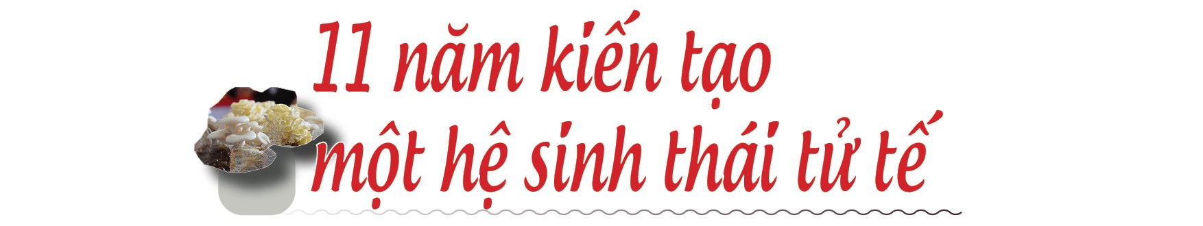 [Longform] Đưa nấm hữu cơ đi những con đường tử tế