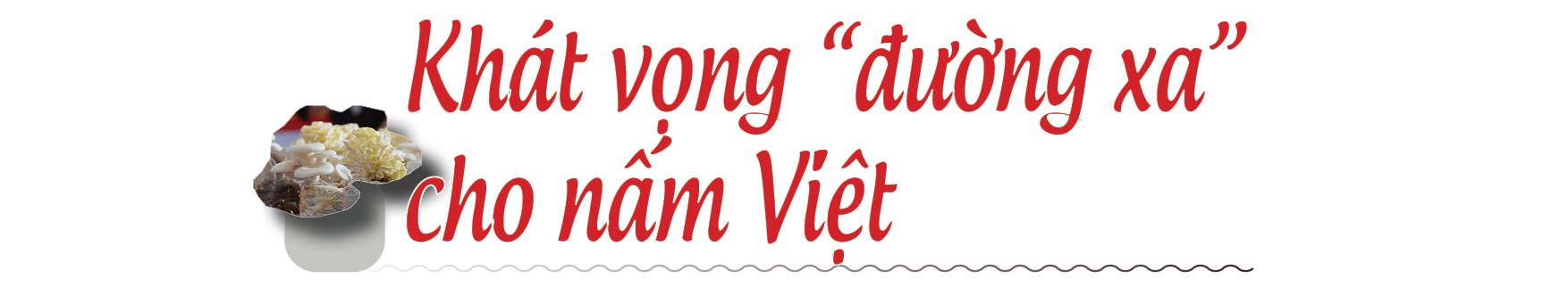 [Longform] Đưa nấm hữu cơ đi những con đường tử tế