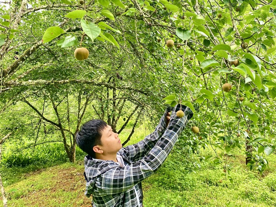 Mở hướng phát triển nông nghiệp sạch, an toàn, bền vững