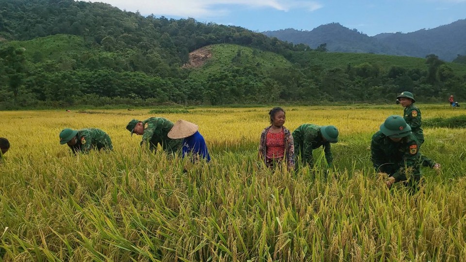 Biên phòng Quảng Bình giúp bà con dân bản thu hoạch lúa Đông Xuân năm 2025