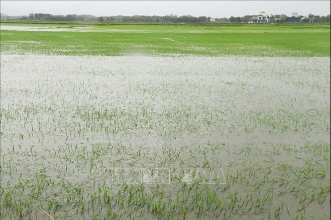 Bão số 1: 22.500 ha lúa và hoa màu bị ngập