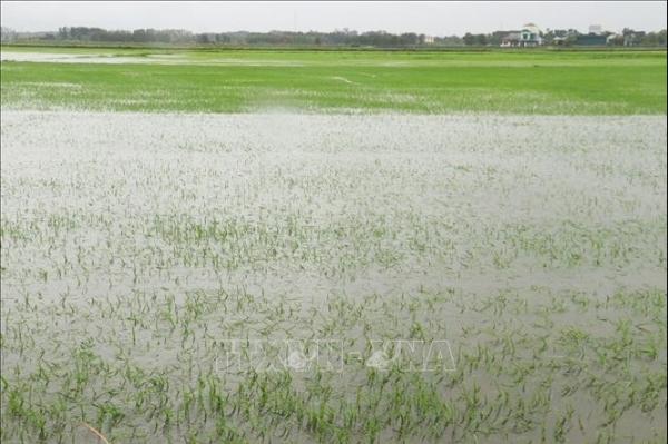 Bão số 1: 22.500 ha lúa và hoa màu bị ngập