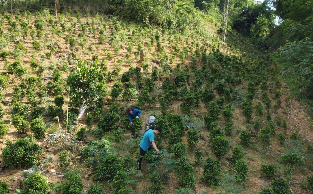 Cần phục tráng giống chè Tán Ma