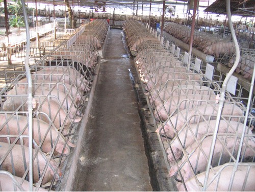 Quảng Bình: Huyện Lệ Thuỷ tăng cường tiêm các loại vắc-xin trên đàn vật nuôi
