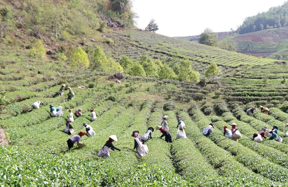 Thuận Châu chuyển hướng phát triển nông nghiệp bền vững