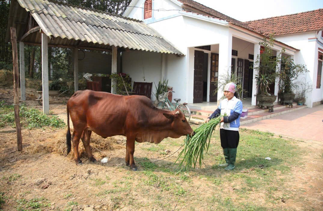 Vĩnh Phúc: Đẩy mạnh đa dạng hóa sinh kế, phát triển mô hình giảm nghèo bền vững