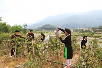 Vĩnh Phúc: Đẩy mạnh đa dạng hóa sinh kế, phát triển mô hình giảm nghèo bền vững