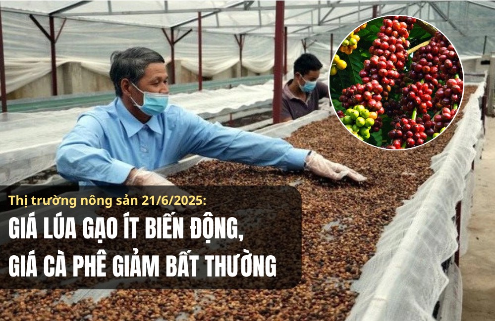 Thị trường nông sản 21/6/2025: Giá lúa gạo ít biến động, cà phê giảm bất thường