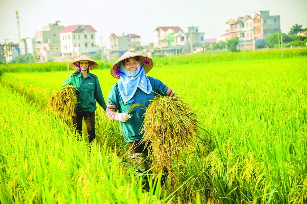 Tư tưởng Hồ Chí Minh là kim chỉ nam về phát triển nông nghiệp, nông thôn và nông dân Việt Nam